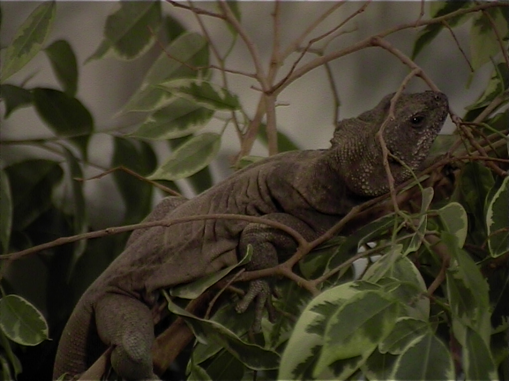 Banded Male in Tree