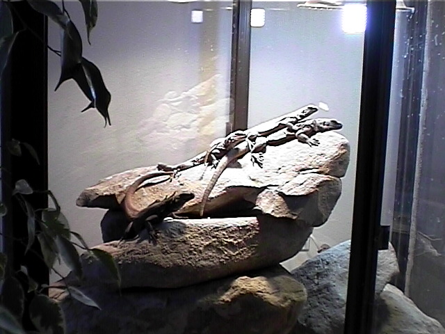 Chuckwalla Pile