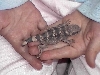 Gahlen holding new baby