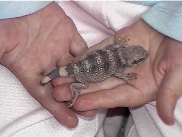 Gahlen holding new baby