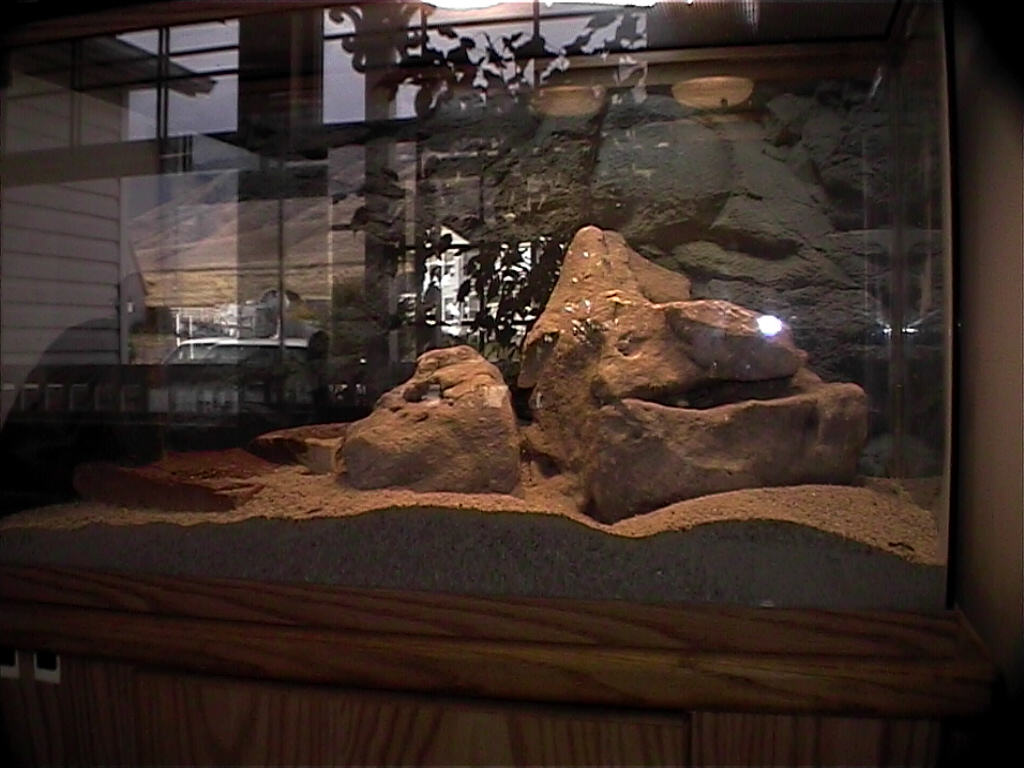 Juvenile chuckwalla