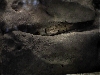 Juvenile Chuckwalla in crevice