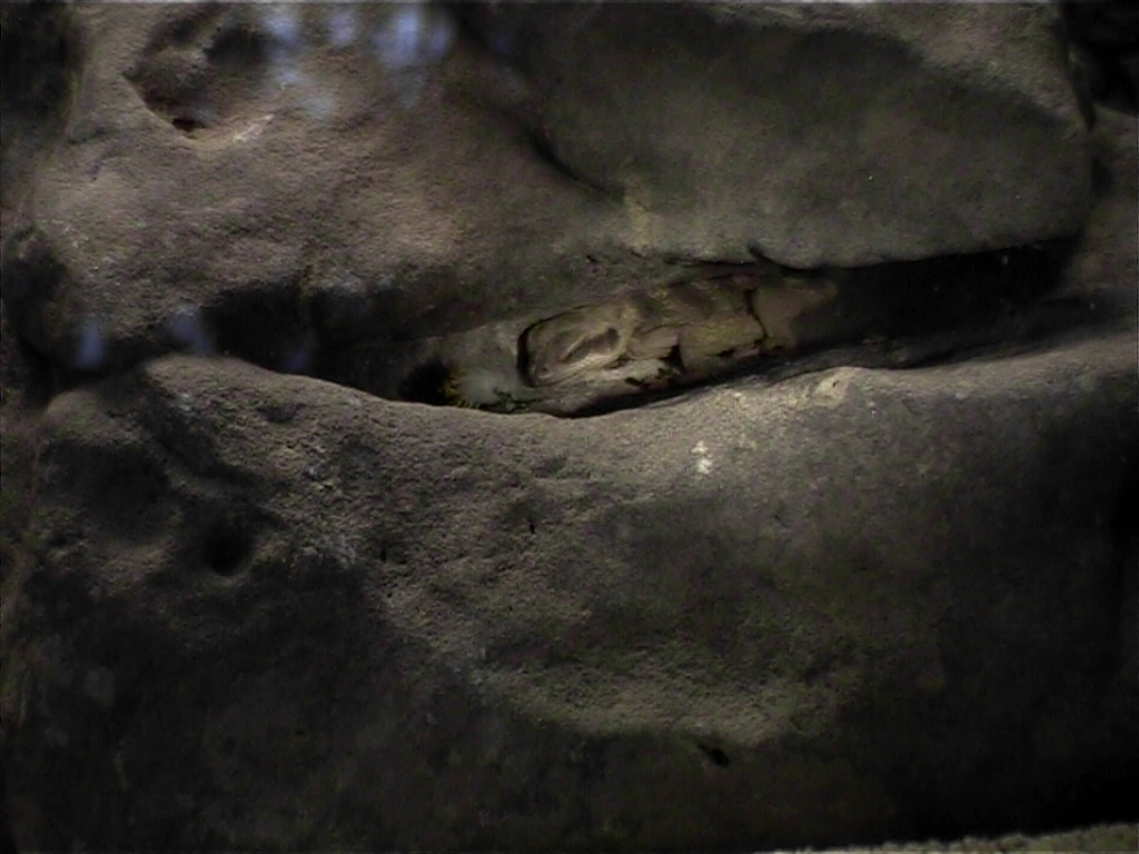 Juvenile Chuckwalla in crevice