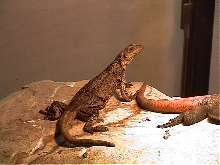 Female South Mountain Chuckwalla