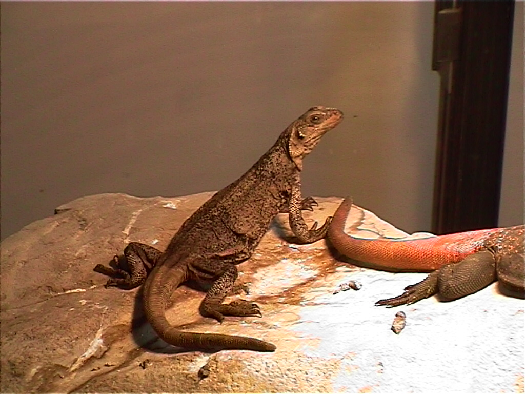 Female South Mountain Chuckwalla