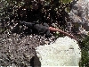 Male South Mountain Chuckwalla