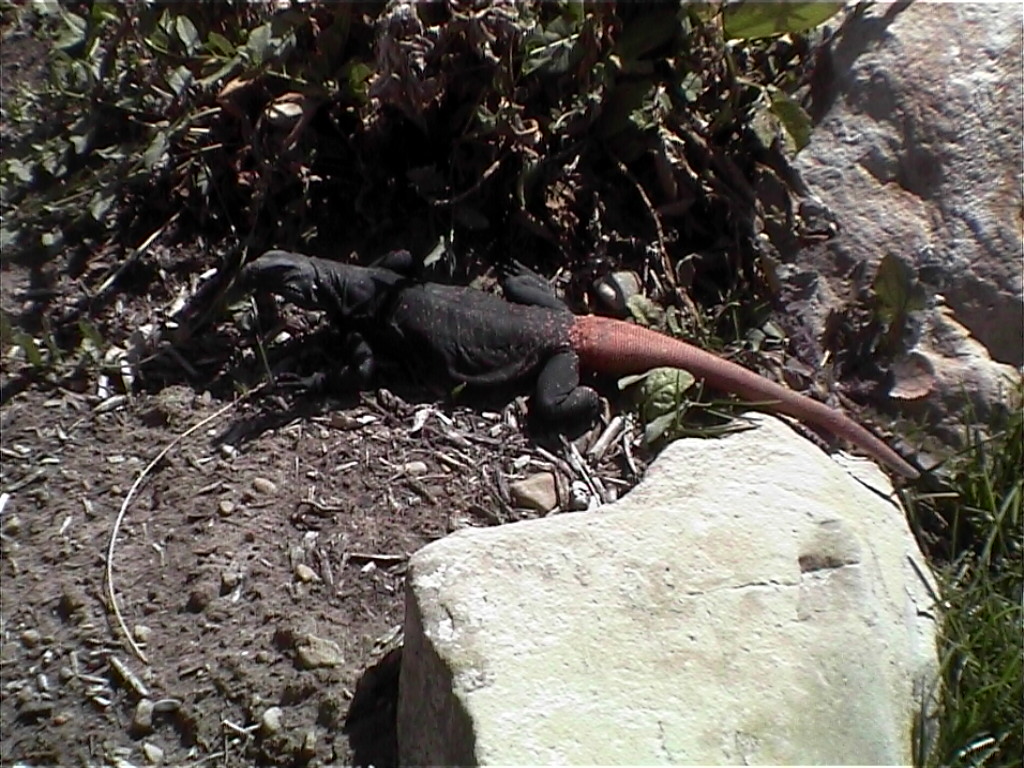 Male South Mountain Chuckwalla