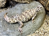 Female ornate