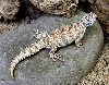 Male Ornate