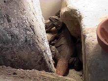 Porkana in Crevice