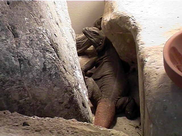 Porkana in Crevice