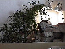 Porkana in Enclosure
