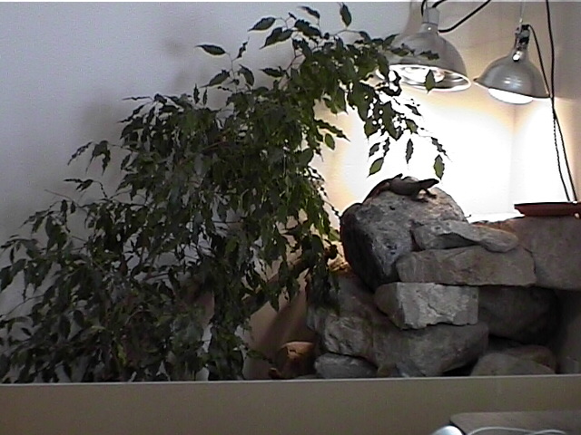 Porkana in Enclosure