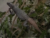 RedTail Male