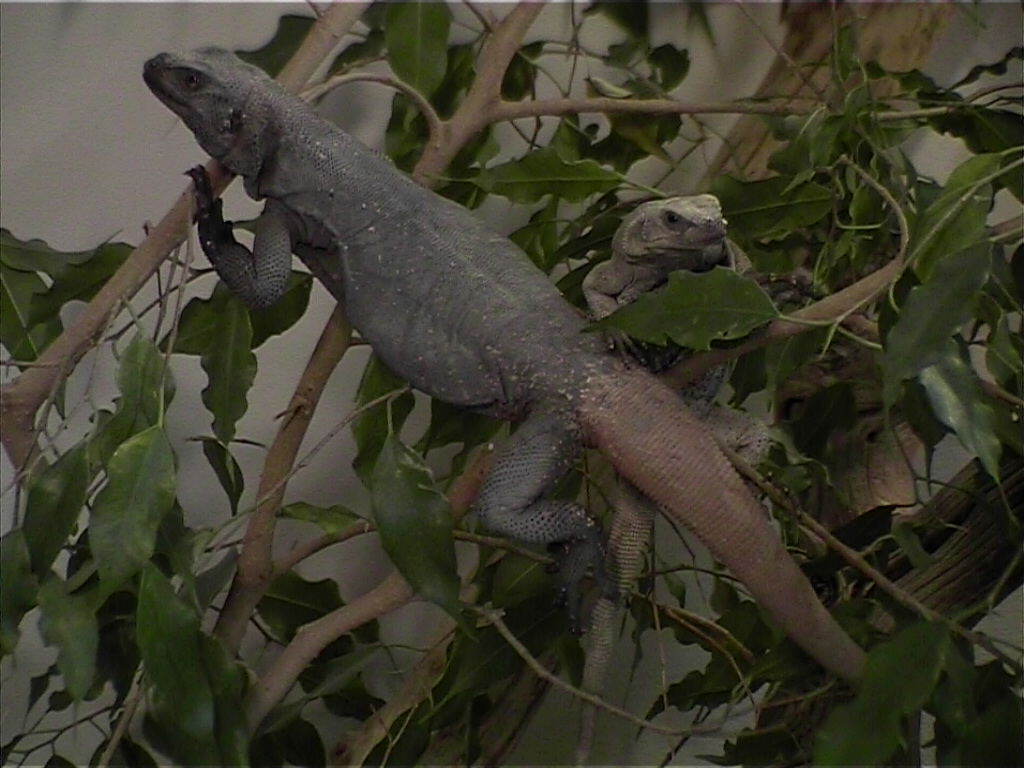 RedTail Male