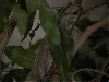 Juvenile RedTail Female