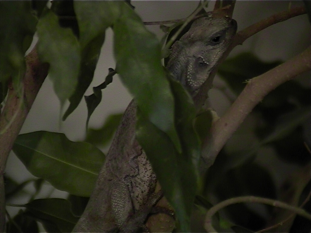 Juvenile RedTail Female