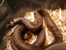 apachicola king