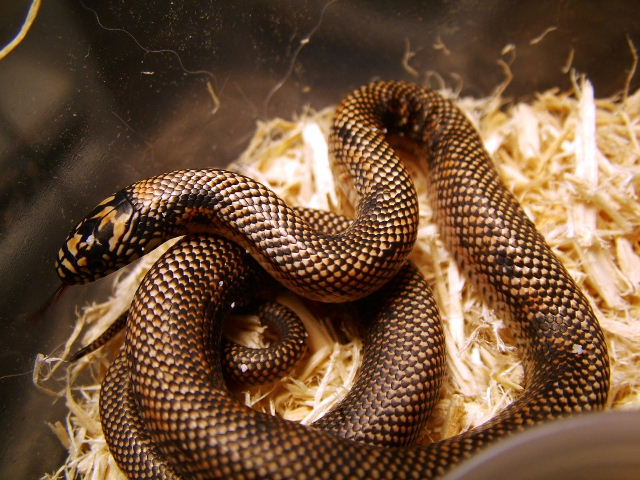 apachicola king