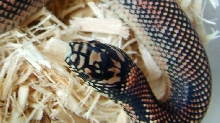 goini head