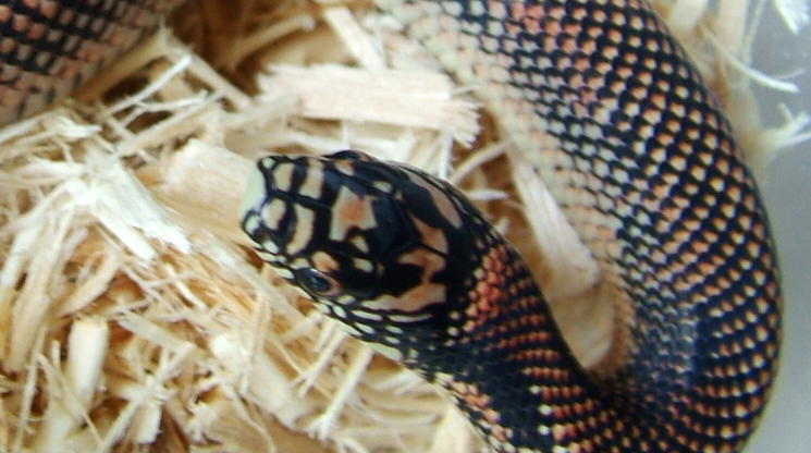 goini head