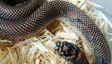 goini body