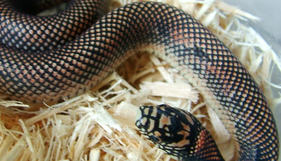 goini body