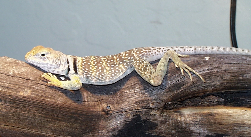 Basking