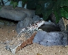 Froggy Drink