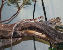 Relaxing Leopard Lizard
