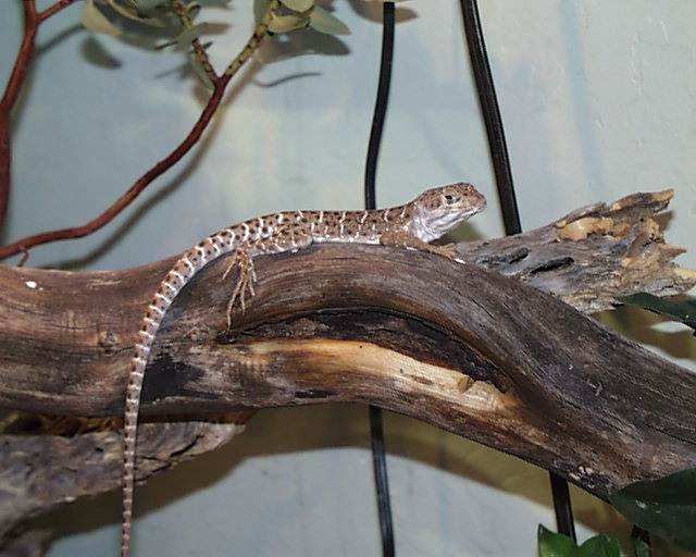 Relaxing Leopard Lizard