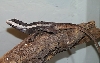 what am I ??? #2