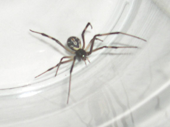 spider ?