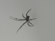 another pic of spider?