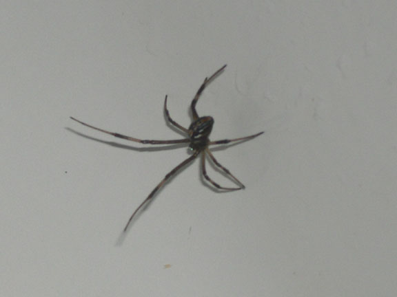 another pic of spider?