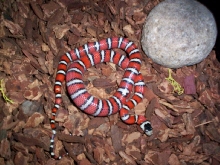mountain kingsnake, arizona