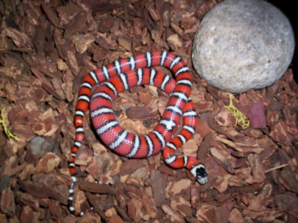 mountain kingsnake, arizona