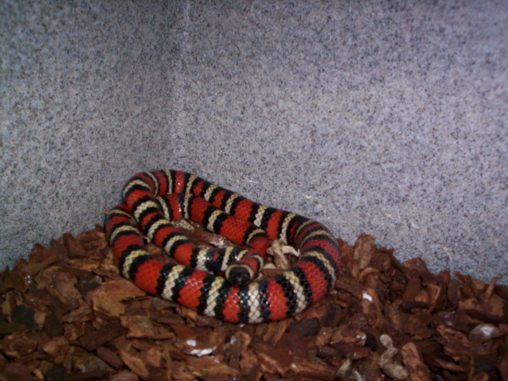 california mountain kingsnake