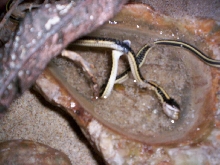 mountain garter, "give me that fish"