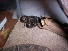 mountain garter and sierra garter.....