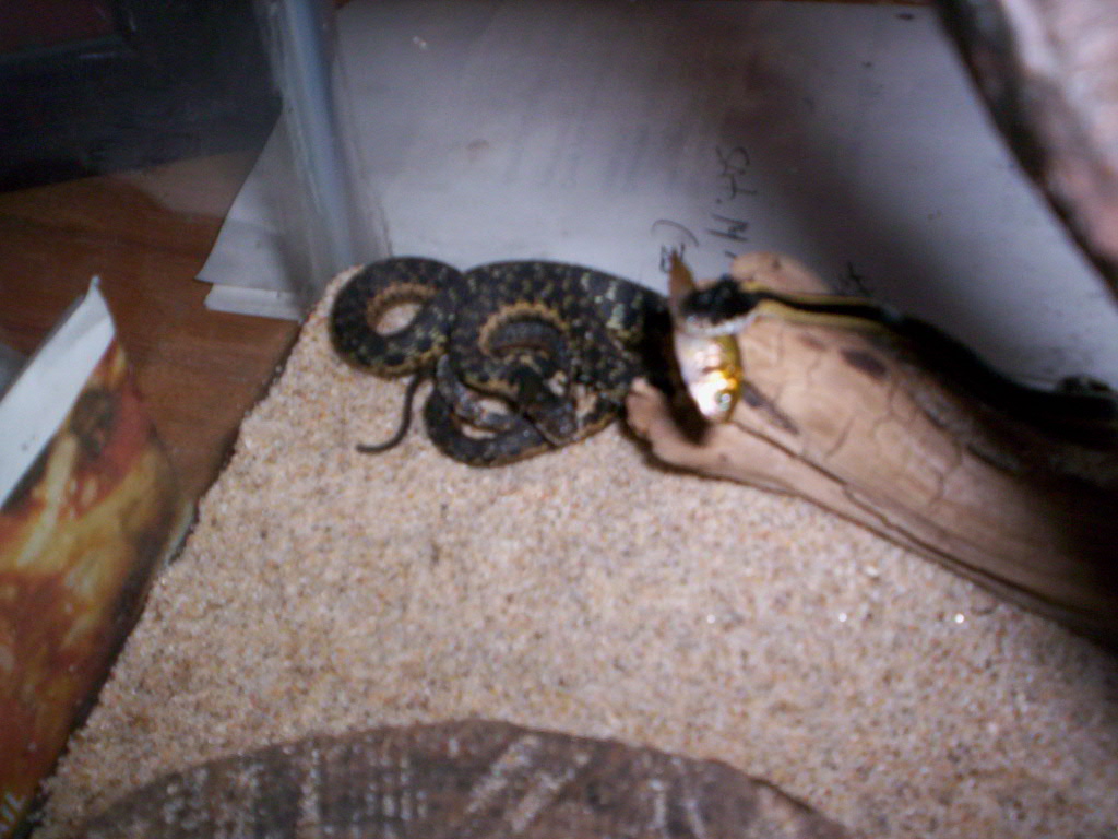 mountain garter and sierra garter.....