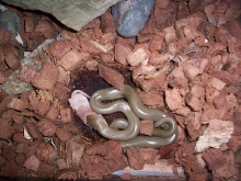 my rubber boa.....grubbin