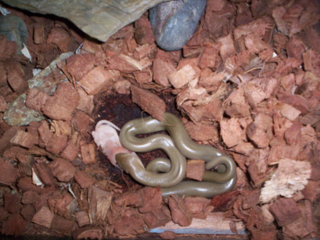 my rubber boa.....grubbin