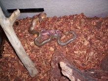 mother eatin a blue belly..with babies