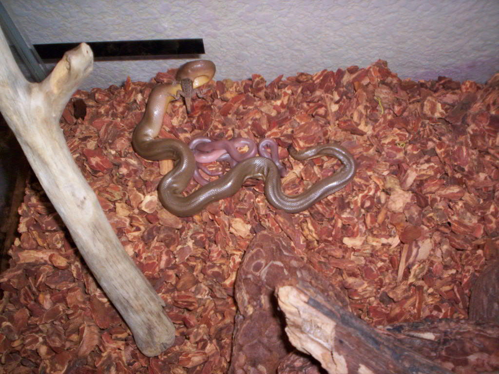 mother eatin a blue belly..with babies