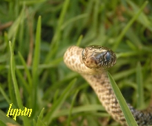 israeli culubar jagularis