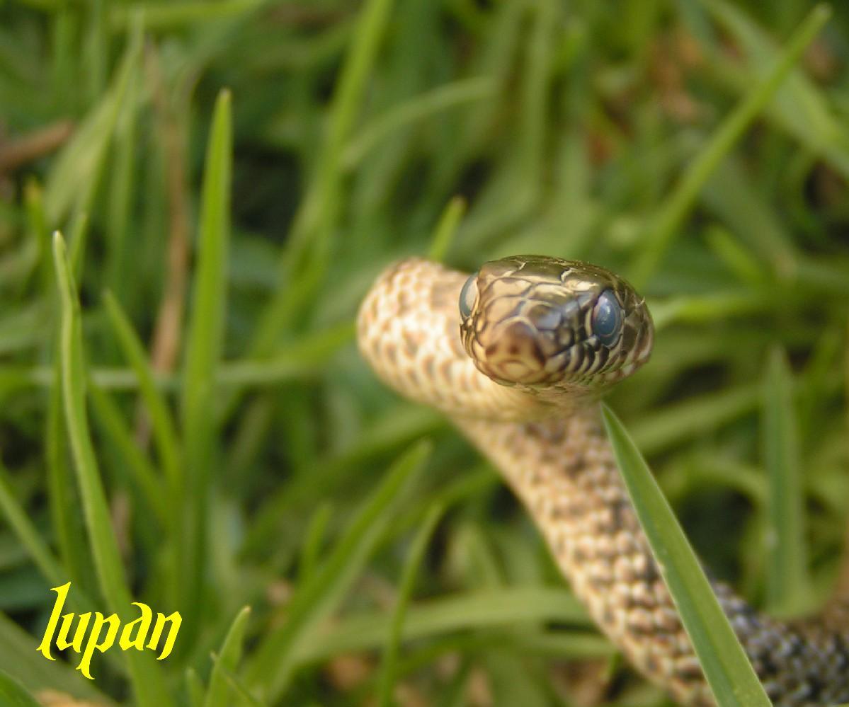 israeli culubar jagularis