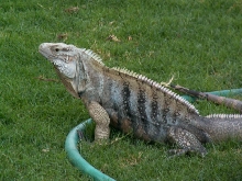 Gator my 2.5 year old Cyclura lewisi hybrid