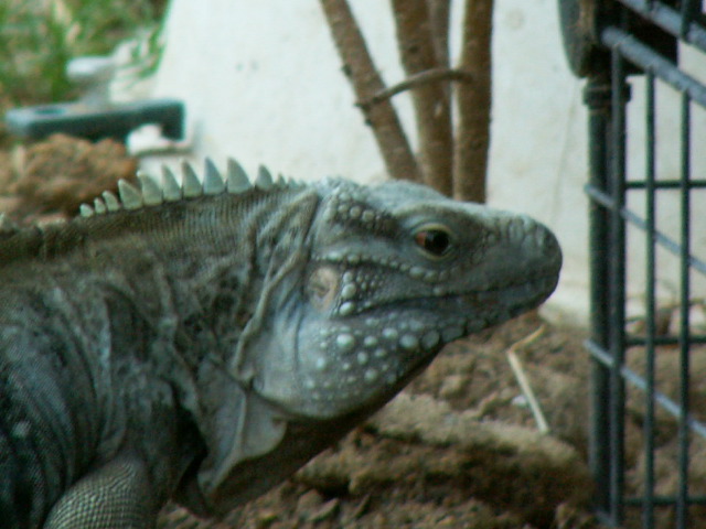 Gator