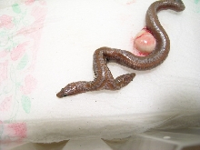 2 headed 66% Het Limburg Albino Rosy Boa